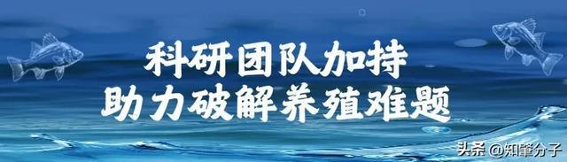 劳斯莱斯”广宁又多一味鲜香～开元棋牌app淡水鱼中的“(图8)